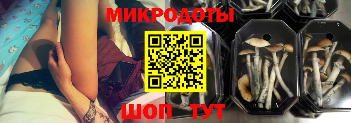 купить наркоту  Вход с VPN  Миллерово  Псилоцибиновые грибы Psilocybe 